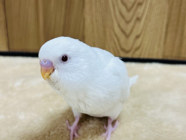 【最新画像更新🪄】目が合ったらト・リ・コになること間違いなし〜！セキセイインコ(アルビノ) ヒナ