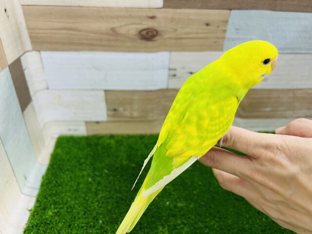 セキセイインコ