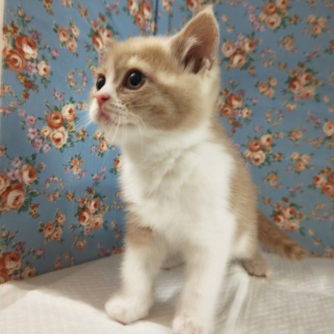 ブリティッシュショートヘア