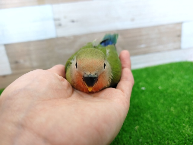 コザクラインコ（小桜インコ）