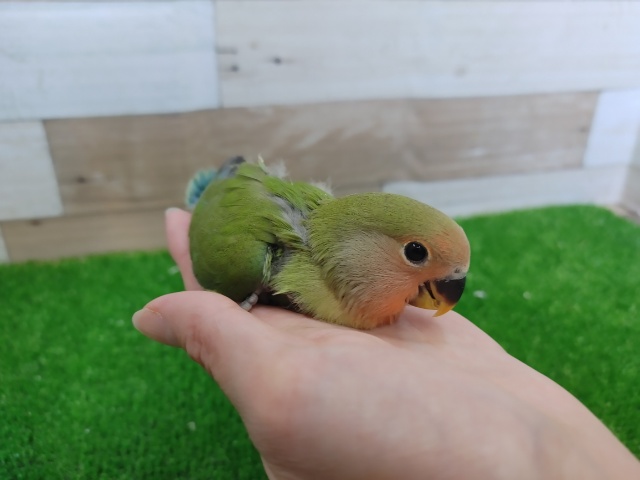 コザクラインコ（小桜インコ）