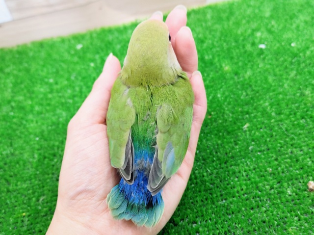 コザクラインコ（小桜インコ）