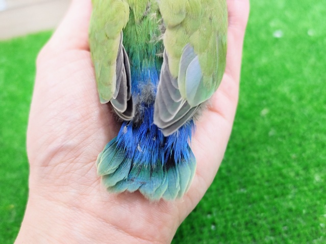 コザクラインコ（小桜インコ）