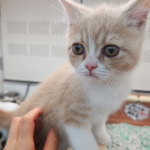 ブリティッシュショートヘア