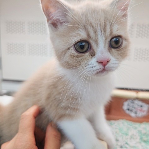 ブリティッシュショートヘア