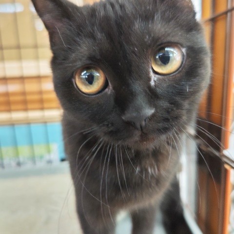 最新画像!スコティッシュフォールド(ブラックスモーク)男の子♫懐っこすぎる甘えんぼ〜❤ スコティッシュフォールド