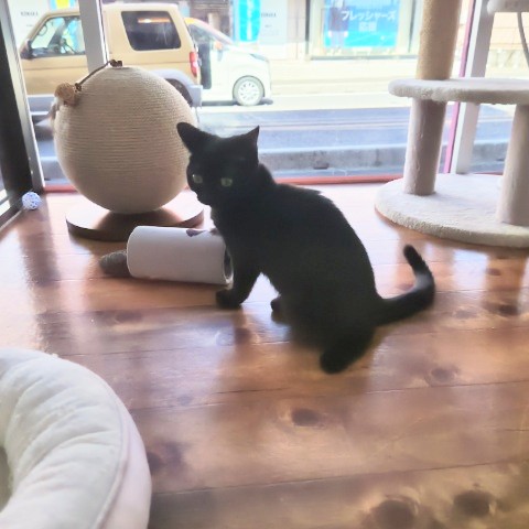 スコティッシュフォールド