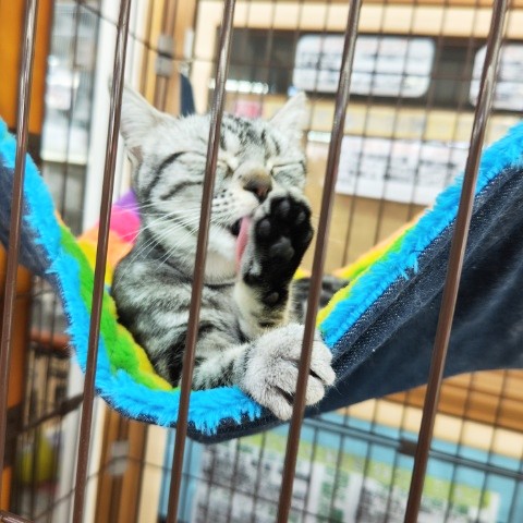 アメリカンショートヘア