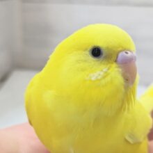 最新画像あり！　まんまる黄色と黒い瞳～💛　セキセイインコ(ダブルファクター)