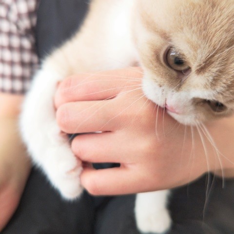 ブリティッシュショートヘア