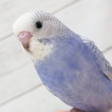 最新画像あり！　淡～いブルー💙　セキセイインコ(ブルースパングル)