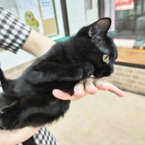 スコティッシュフォールド