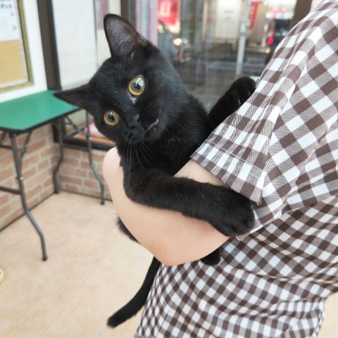 スコティッシュフォールド