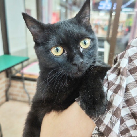 スコティッシュフォールド