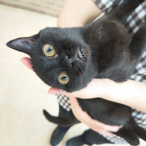 最新画像!スコティッシュフォールド(ブラックスモーク)男の子♫懐っこすぎる甘えんぼ〜❤ スコティッシュフォールド