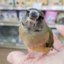 最新画像あり！　コキンチョウ（ノーマル）　これからカラフルになる予定！