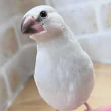 最新画像あり！　この色合いたまらん❤️　シルバー文鳥