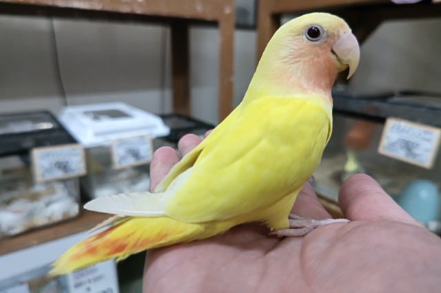 コザクラインコ（小桜インコ）