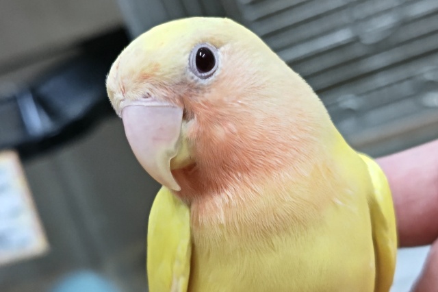 最新画像あり！　黄色が輝いてます～💛　コザクラインコ(ルチノー)