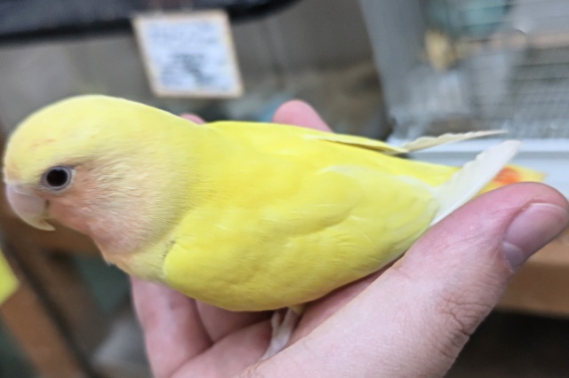 コザクラインコ（小桜インコ）