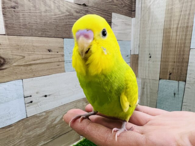 ベビーフェイス♡綺麗なスパングルセキセイインコ☆