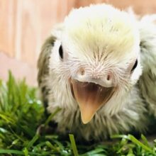 薄いカラーが特徴的　コザクラインコ　シナモン　Ｒ５　３／２３撮影