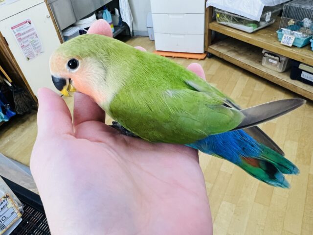 コザクラインコ（小桜インコ）