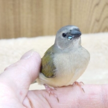 【最新動画更新🪄】きらきらビーズに吸い込まれます。。　コキンチョウ～～