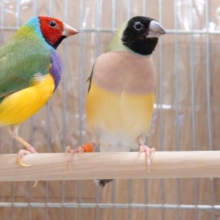 仲良きこと～　リンクする？？　ペア☆　コキンチョウ～～