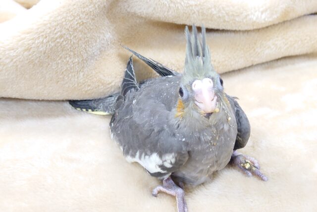 オカメインコ