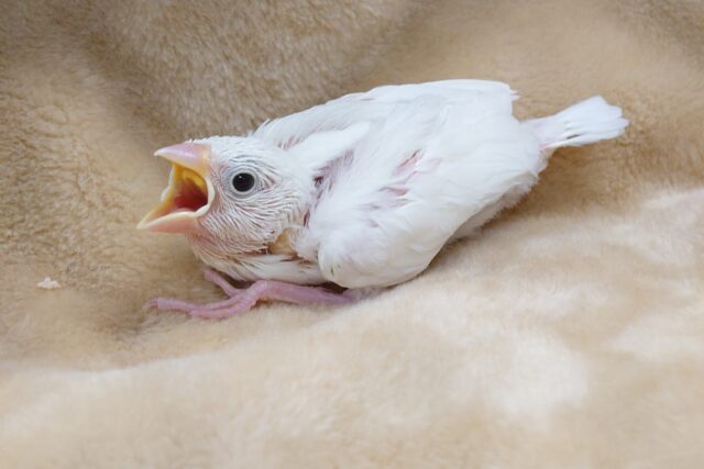 ぱっか～～ぁん♫　大口の　白文鳥～～