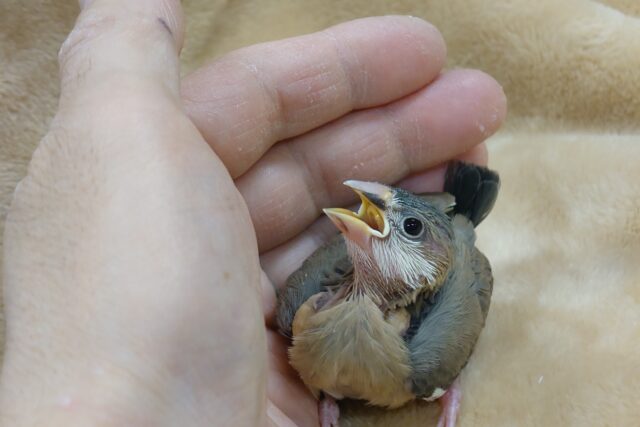 桜文鳥