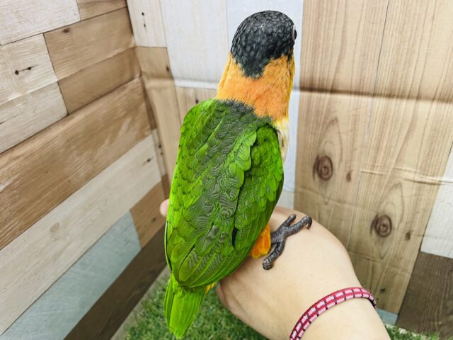 ズグロシロハラインコ