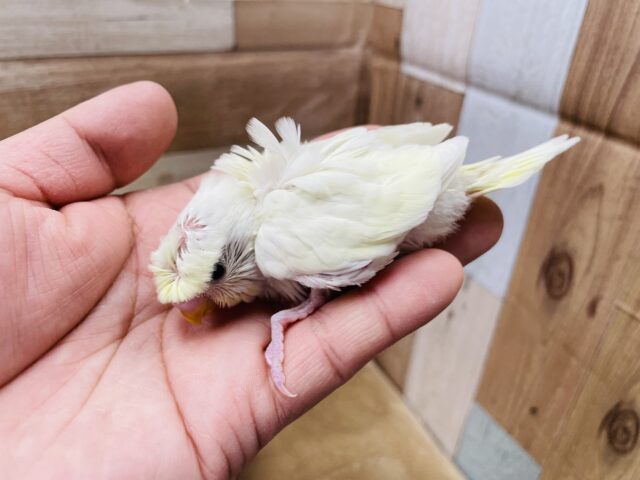 羽衣セキセイインコ