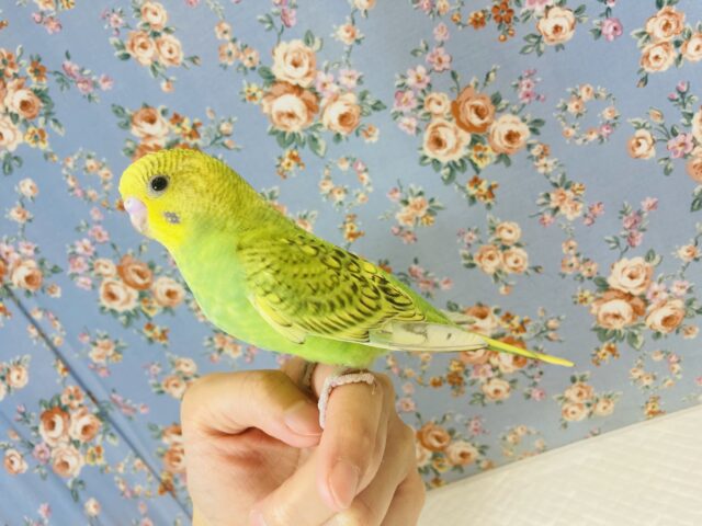 元気い〜っぱい💛手乗りセキセイインコさんです💚