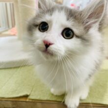 僕、倒れちゃいます♡サイベリアンくん！