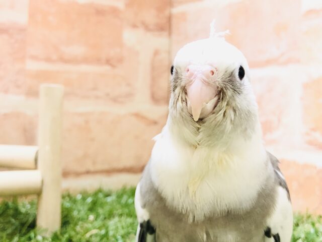 オカメインコ