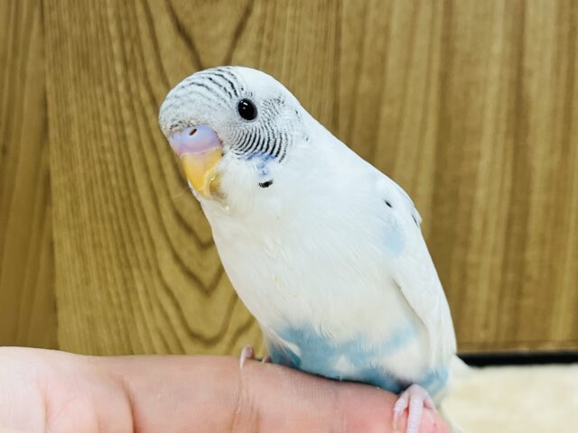 【最新画像更新🪄】積極的にアピールするぞ〜〜♪セキセイインコ(ハルクイン) ヒナ