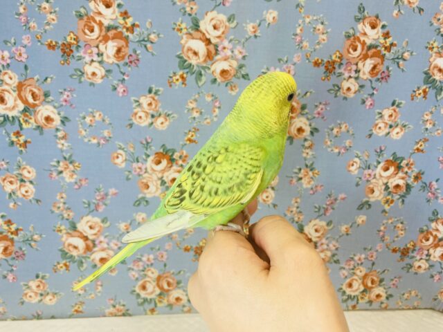 セキセイインコ