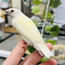 【最新動画更新🪄】レモンイエローが素敵です🍋コキンチョウ ヒナ
