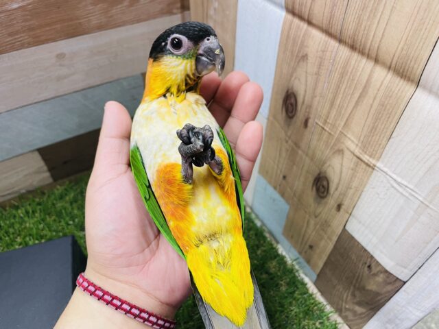 ズグロシロハラインコ