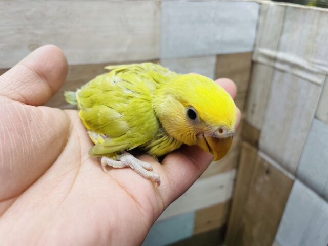 コザクラインコ（小桜インコ）