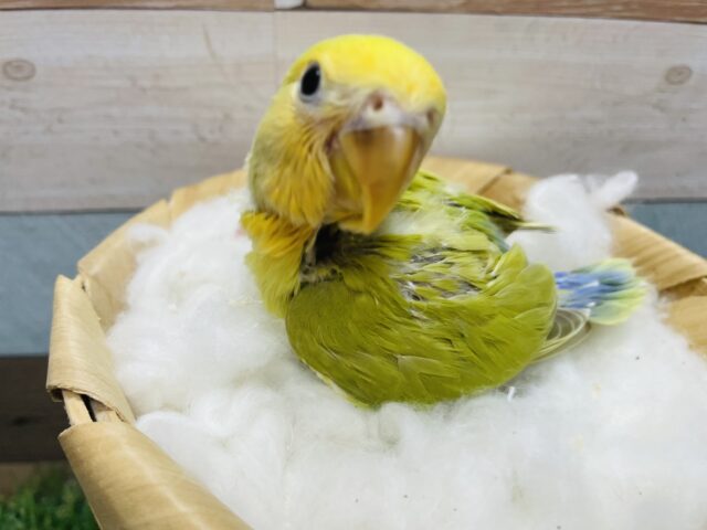 コザクラインコ（小桜インコ）