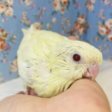 クリーム色のかわいい天使💛🕊サザナミインコのヒナちゃんです💛