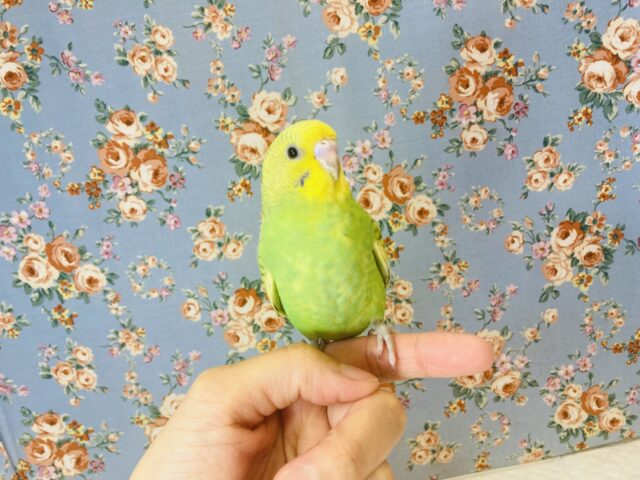 セキセイインコ