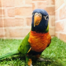 甘ーい性格がやってきた　ゴシキセイガイインコ　Ｒ５　３／３０撮影