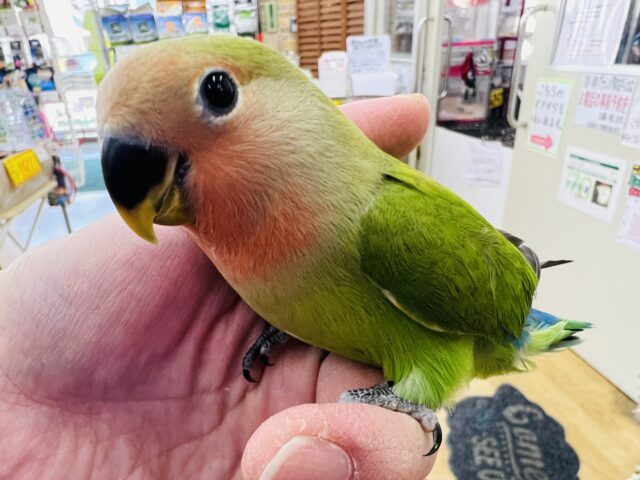 大人気♡コザクラインコ（ノーマル）❤