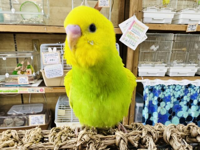 セキセイインコ