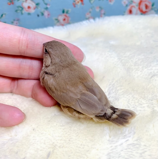 新着 キンカチョウさんとシナモン文鳥さんのがま口&マスコット あみぐるみ