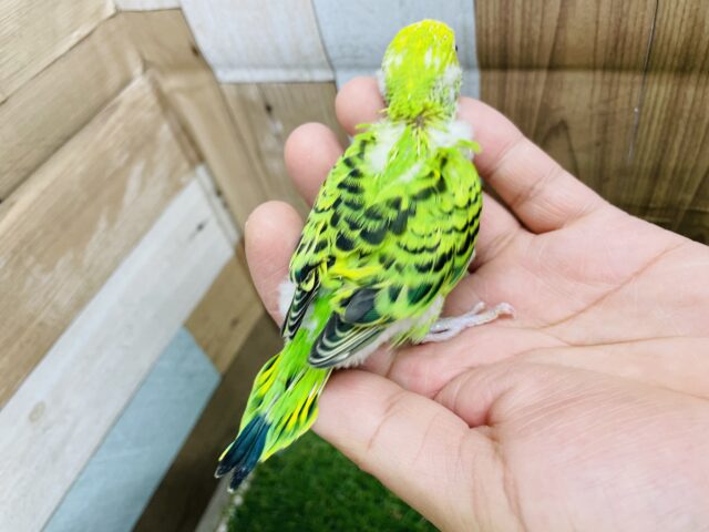 セキセイインコ